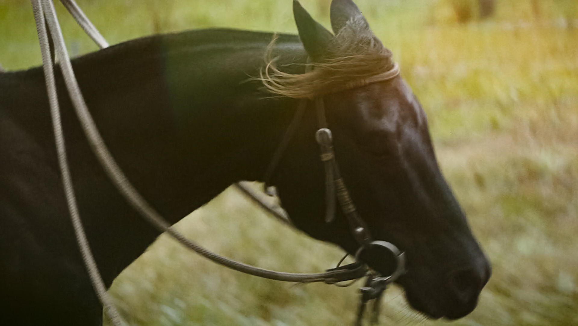 Rj Media Brumby Jack